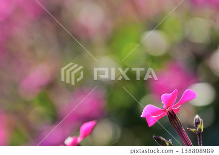 Pink small flowers and a blurred background - Spring theme Pink small flowers and a blurred background - Spring theme 138808989