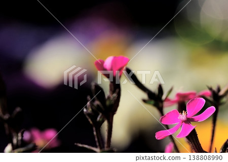 Pink flowers illuminated by light – a striking spring scene. Pink flowers illuminated by light – a striking spring scene. 138808990