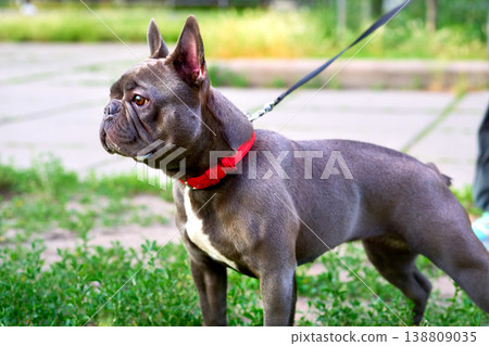 Looking.Innocent kind surprised look of a French bulldog Looking.Innocent kind surprised look of a French bulldog 138809035
