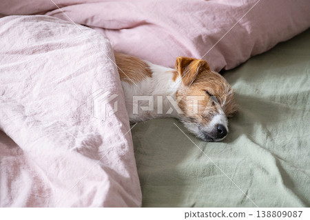 Jack Russell terrier puppy sleeping under pink blanket on green bed sheet. 138809087