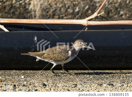 Sandpiper walking along the embankment Sandpiper walking along the embankment 138809135