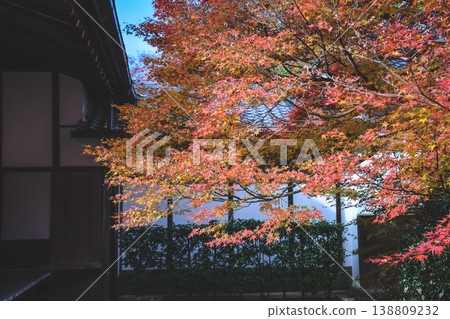 Nov 24 2025 Red Maple Leaves Covering Path at Genko an Temple Kyoto 138809232