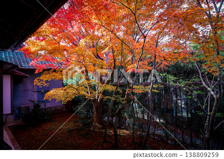 Nov 24 2025 Close Up of Red Maple Leaves at Genko an Kyoto Nov 24 2025 Close Up of Red Maple Leaves at Genko an Kyoto 138809259