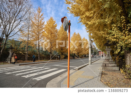 Nov 24 2025 Golden ginkgo trees flanking Imamiya Shrine entrance in Kyoto 138809273
