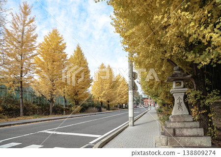 Nov 24 2025 Golden ginkgo trees flanking Imamiya Shrine entrance in Kyoto Nov 24 2025 Golden ginkgo trees flanking Imamiya Shrine entrance in Kyoto 138809274