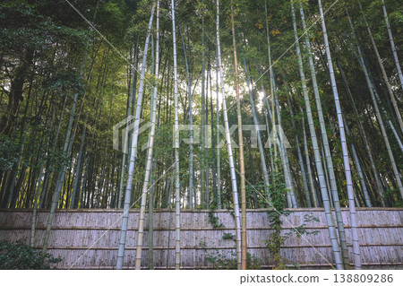 Tall Bamboo Forest Rises Densely Within Kyoto Temple Grounds Nov 24 2025 Tall Bamboo Forest Rises Densely Within Kyoto Temple Grounds Nov 24 2025 138809286