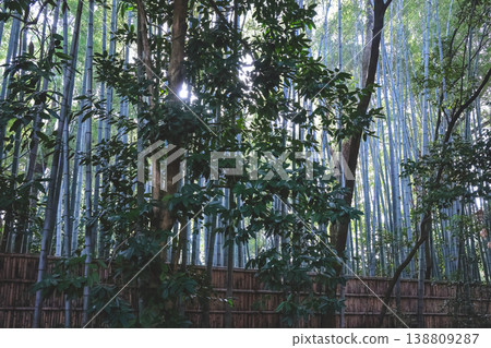 Tall Bamboo Forest Rises Densely Within Kyoto Temple Grounds Nov 24 2025 Tall Bamboo Forest Rises Densely Within Kyoto Temple Grounds Nov 24 2025 138809287
