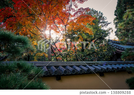 Soft Sunlight Filters Through Autumn Trees At Daitoku ji Temple Nov 24 2025 Soft Sunlight Filters Through Autumn Trees At Daitoku ji Temple Nov 24 2025 138809288