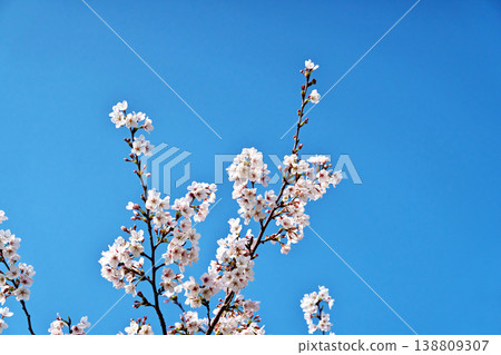 White cherry blossoms (spring, March) White cherry blossoms (spring, March) 138809307