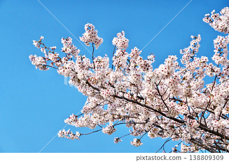 White cherry blossoms (spring, March) White cherry blossoms (spring, March) 138809309