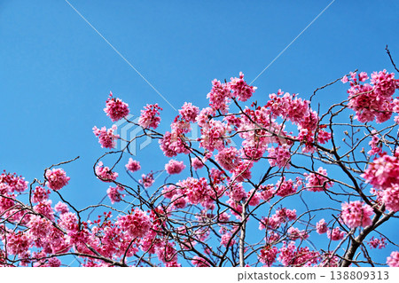 粉紅色的洋子櫻花（春季，三月） 138809313