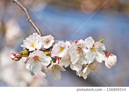 白櫻花(春季,三月) 白櫻花(春季,三月) 138809314