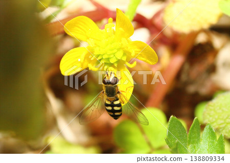 Close-up of a two-spotted hoverfly sucking nectar from a Ranunculus flower. Close-up of a two-spotted hoverfly sucking nectar from a Ranunculus flower. 138809334