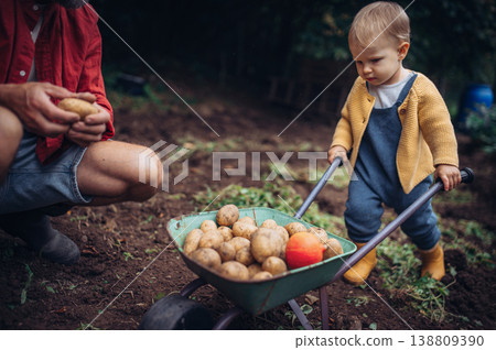 Father and little daughter harvesting potatoes together in garden. 138809390