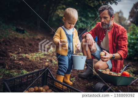 Father and little daughter harvesting potatoes together in garden. 138809392