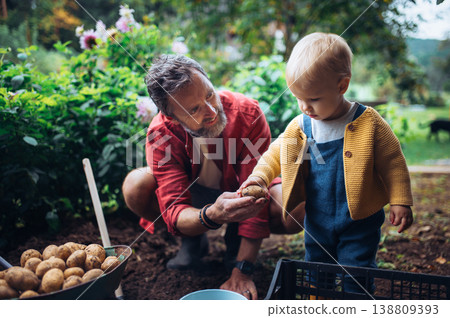 Father and little daughter harvesting potatoes together in garden. Father and little daughter harvesting potatoes together in garden. 138809393