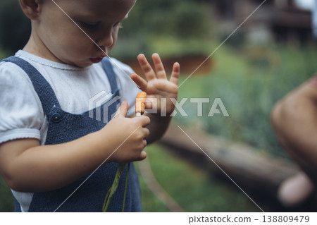 Toddler holding freshly harvested carrots in garden. 138809479