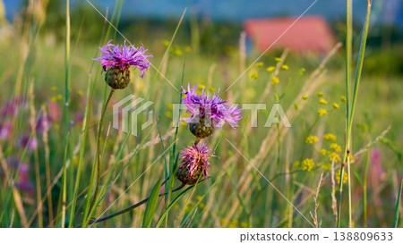 Relax.Pink thistle flowers on green summer lawn meadow Relax.Pink thistle flowers on green summer lawn meadow 138809633