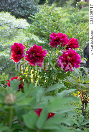 A vibrant and gorgeous red peony flower illuminated by the light of the setting sun. A vibrant and gorgeous red peony flower illuminated by the light of the setting sun. 138809717