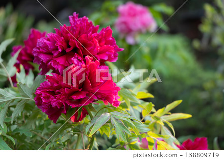 A vibrant and gorgeous red peony flower illuminated by the light of the setting sun. A vibrant and gorgeous red peony flower illuminated by the light of the setting sun. 138809719
