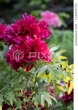 A vibrant and gorgeous red peony flower illuminated by the light of the setting sun. A vibrant and gorgeous red peony flower illuminated by the light of the setting sun. 138809720