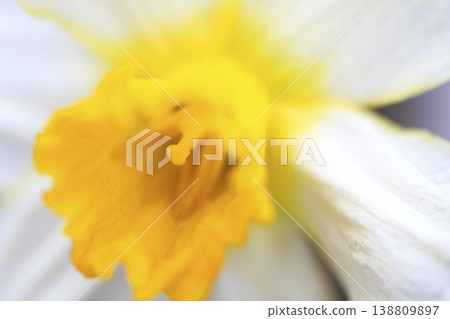 A close-up shot of a daffodil with yellow and white petals. A close-up shot of a daffodil with yellow and white petals. 138809897