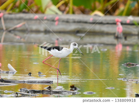 A female black-winged stilt walking in a lotus field. A female black-winged stilt walking in a lotus field. 138809918