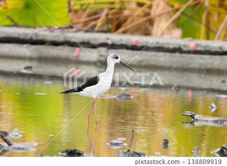 A female black-winged stilt walking in a lotus field. A female black-winged stilt walking in a lotus field. 138809919