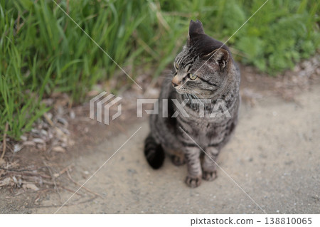 Tabby cat playing on the roadside Tabby cat playing on the roadside 138810065