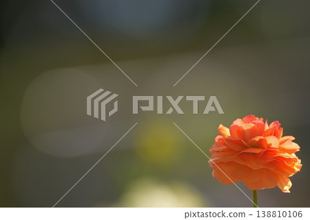 Orange flowers and a soft background - Spring theme 138810106