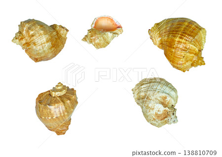 Set of various seashells for different design Set of various seashells for different design 138810709