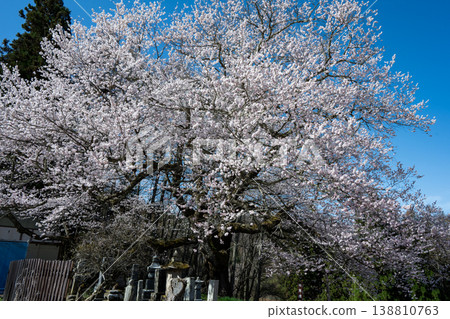 在長野縣小川村，盛開的櫻花在藍天的襯托下格外醒目。 138810763