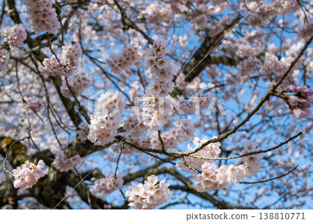 Cherry blossoms in full bloom stand out against the blue sky in Ogawa Village, Nagano Prefecture. Cherry blossoms in full bloom stand out against the blue sky in Ogawa Village, Nagano Prefecture. 138810771