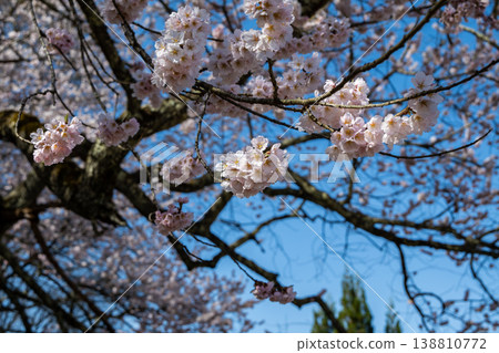 Cherry blossoms in full bloom stand out against the blue sky in Ogawa Village, Nagano Prefecture. Cherry blossoms in full bloom stand out against the blue sky in Ogawa Village, Nagano Prefecture. 138810772