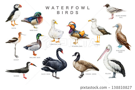 Waterfowl bird clipart set with names watercolor illustration with duck, swan, pelican, gull species. bird clipart for wildlife design, educational use. realistic animals isolated on white background 138810827