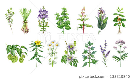 Herbal clipart set watercolor with chamomile lavender valerian plants, stress relief herbs for tea and wellness design, botanical collection, isolated, white background illustration Herbal clipart set watercolor with chamomile lavender valerian plants, stress relief herbs for tea and wellness design, botanical collection, isolated, white background illustration 138810840