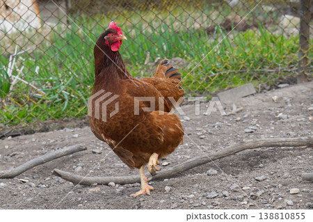 A brown hen stands on one leg in a farmyard with a wire fence in the background 138810855