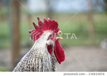 Close-Up Portrait of a Rooster With Bright Red Comb and Wattle on Rural Farm Close-Up Portrait of a Rooster With Bright Red Comb and Wattle on Rural Farm 138810858