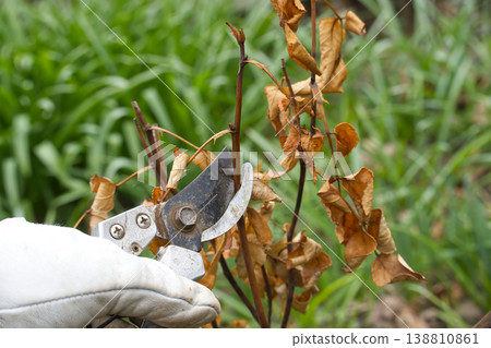 Gardener Pruning Dead Branches With Shears and Gloves During Autumn Shrub Maintenance and Plant Care Gardener Pruning Dead Branches With Shears and Gloves During Autumn Shrub Maintenance and Plant Care 138810861