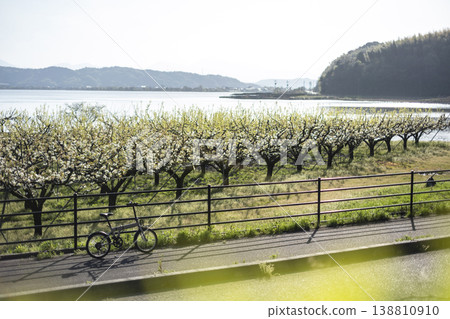 Cycling scene with 20th Century pear blossoms in full bloom (Yurihama Town, Tottori Prefecture) Cycling scene with 20th Century pear blossoms in full bloom (Yurihama Town, Tottori Prefecture) 138810910