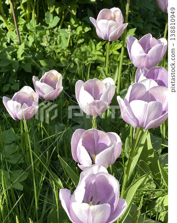 Pink tulips blooming in garden with green foliage creating natural background for spring theme Pink tulips blooming in garden with green foliage creating natural background for spring theme 138810949