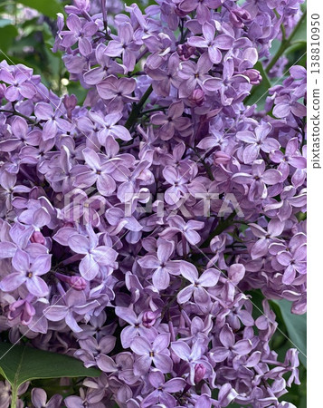 Lilac blossoms in full bloom create vibrant natural background with lush petals and rich greenery Lilac blossoms in full bloom create vibrant natural background with lush petals and rich greenery 138810950