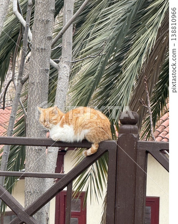 Ginger cat sleeping peacefully on wooden railing outside in sunny weather. 138810966