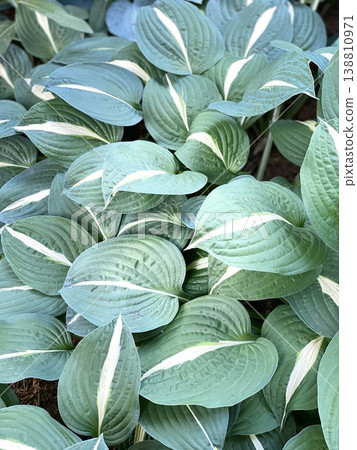 Green hosta leaves with white stripes in a close-up garden background Green hosta leaves with white stripes in a close-up garden background 138810971