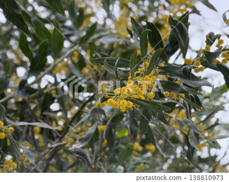 Yellow acacia flowers bloom among dense green leaves creating a vibrant natural background Yellow acacia flowers bloom among dense green leaves creating a vibrant natural background 138810973
