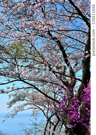 從神奈川縣東山公園的山頂俯瞰相模灣,可以看到櫻花和杜鵑花。 從神奈川縣東山公園的山頂俯瞰相模灣,可以看到櫻花和杜鵑花。 138811088