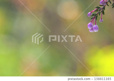 Small purple flowers and a soft, blurred background – a spring image. Small purple flowers and a soft, blurred background – a spring image. 138811165