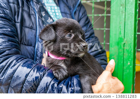 Puppy little dog in hands 138811283