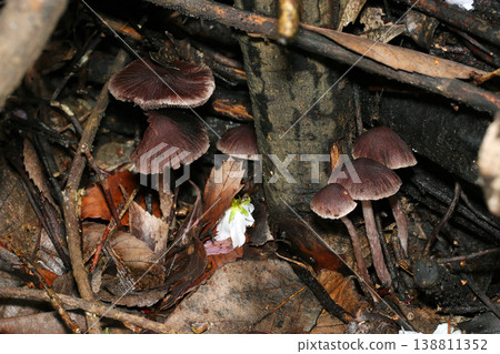 在日本的春天,深棕色的美味乳菇(Lactarius deliciosus)生長在潮濕腐爛的木地板上(真菌在其自然環境中的微距攝影)。 在日本的春天,深棕色的美味乳菇(Lactarius deliciosus)生長在潮濕腐爛的木地板上(真菌在其自然環境中的微距攝影)。 138811352