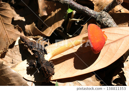 日本春季盛開的鮮豔橙色 *Hypholoma fasciculare* 蘑菇(蘑菇在其自然環境中的微距攝影)。 日本春季盛開的鮮豔橙色 *Hypholoma fasciculare* 蘑菇(蘑菇在其自然環境中的微距攝影)。 138811353